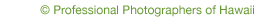 &copy; Professional Photographers of Hawaii